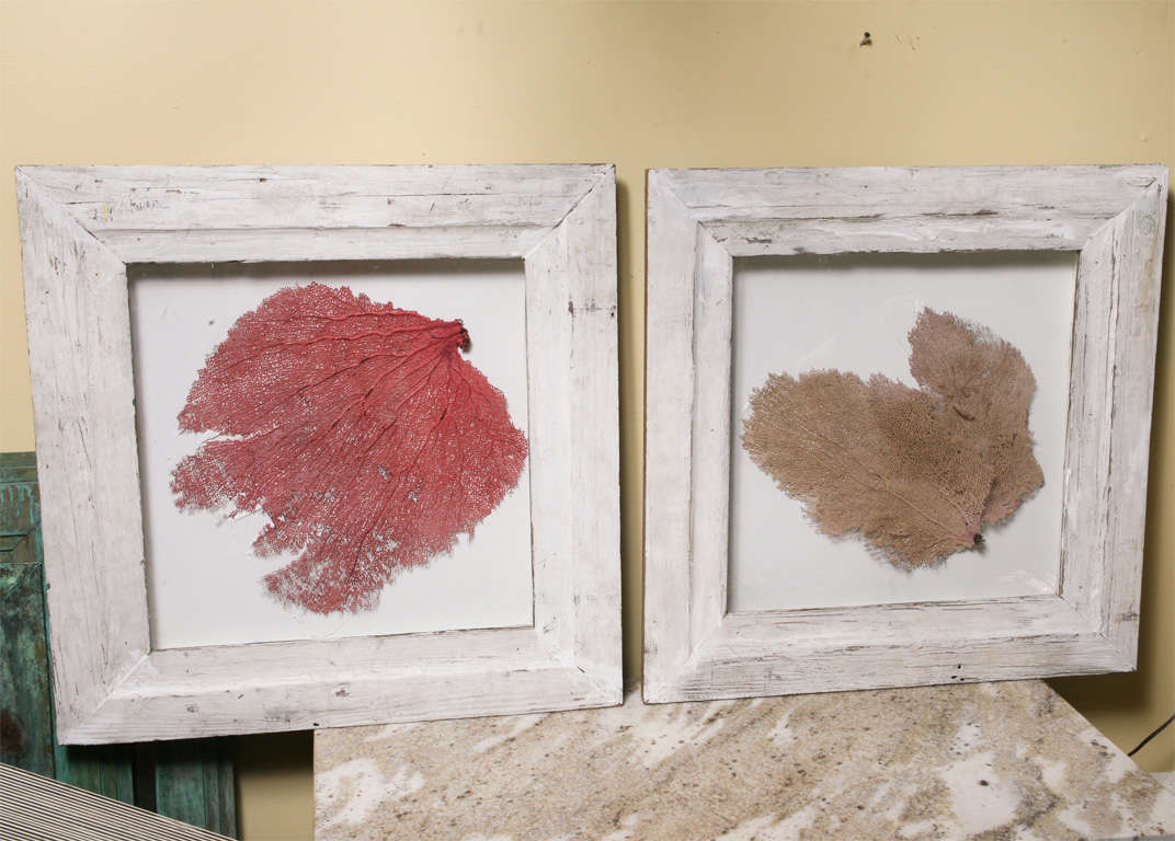 Beautifully display coral in shadowbox ,great for wall hanging.