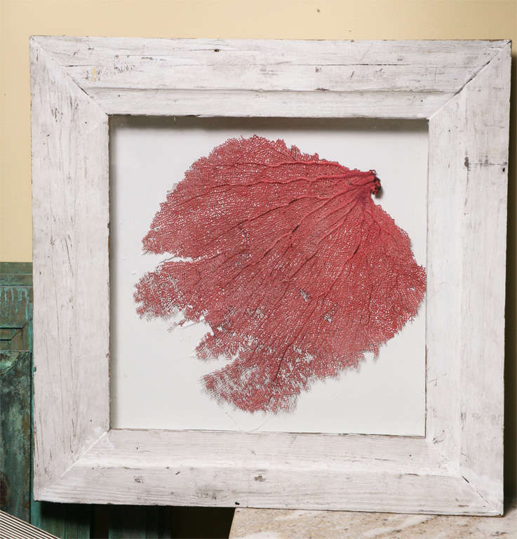 Unknown Framed coral in shadowbox