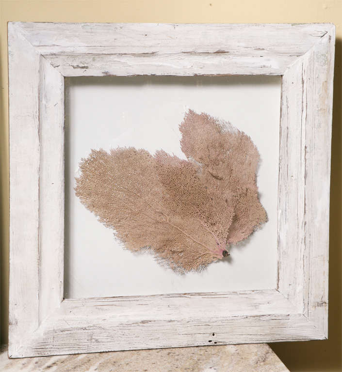 20th Century Framed coral in shadowbox
