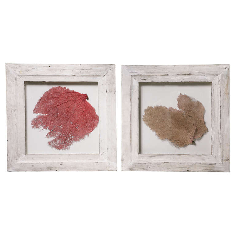 Framed coral in shadowbox
