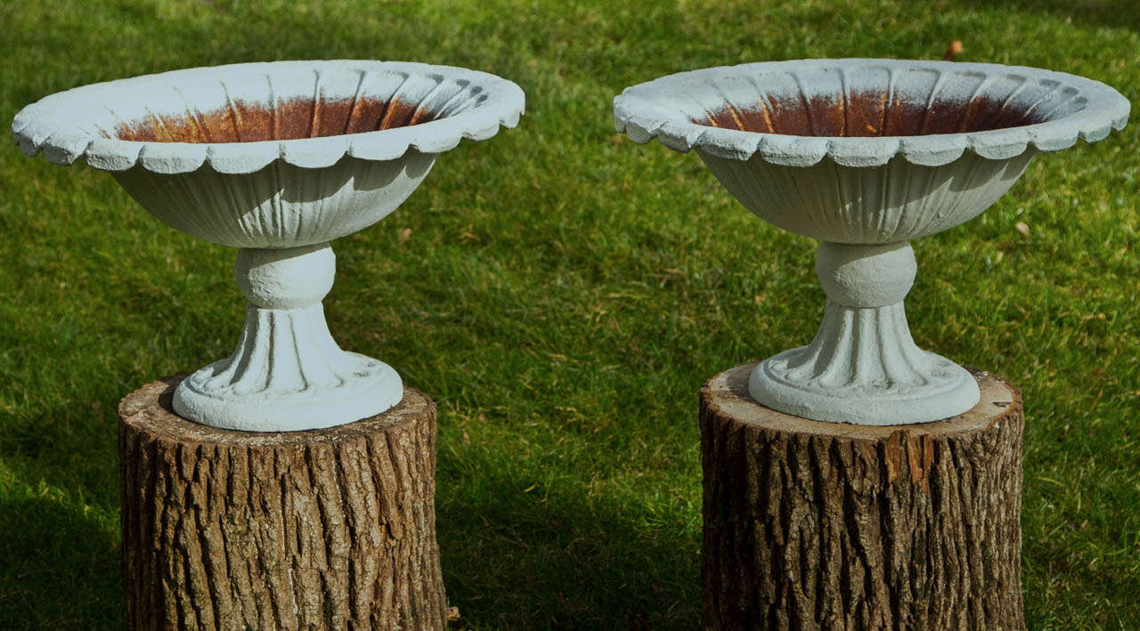 A fine pair of cast-iron tazza form urns with fluted foot and scalloped rim, painted white; urns have drainage holes.