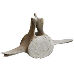 Antique Whale Vertabrae