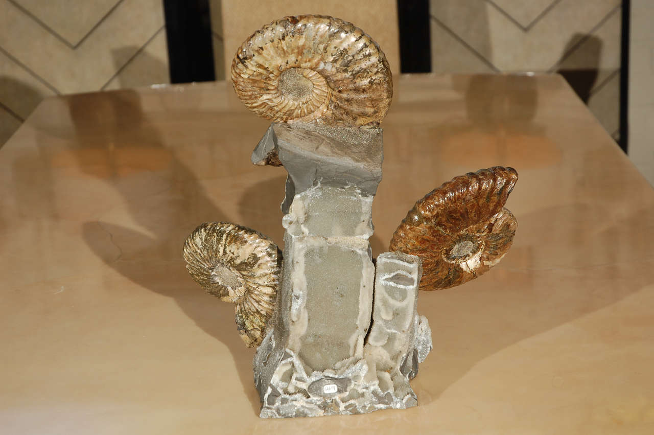 Triple ammonite cluster. Fossilized shell of ammonite.
