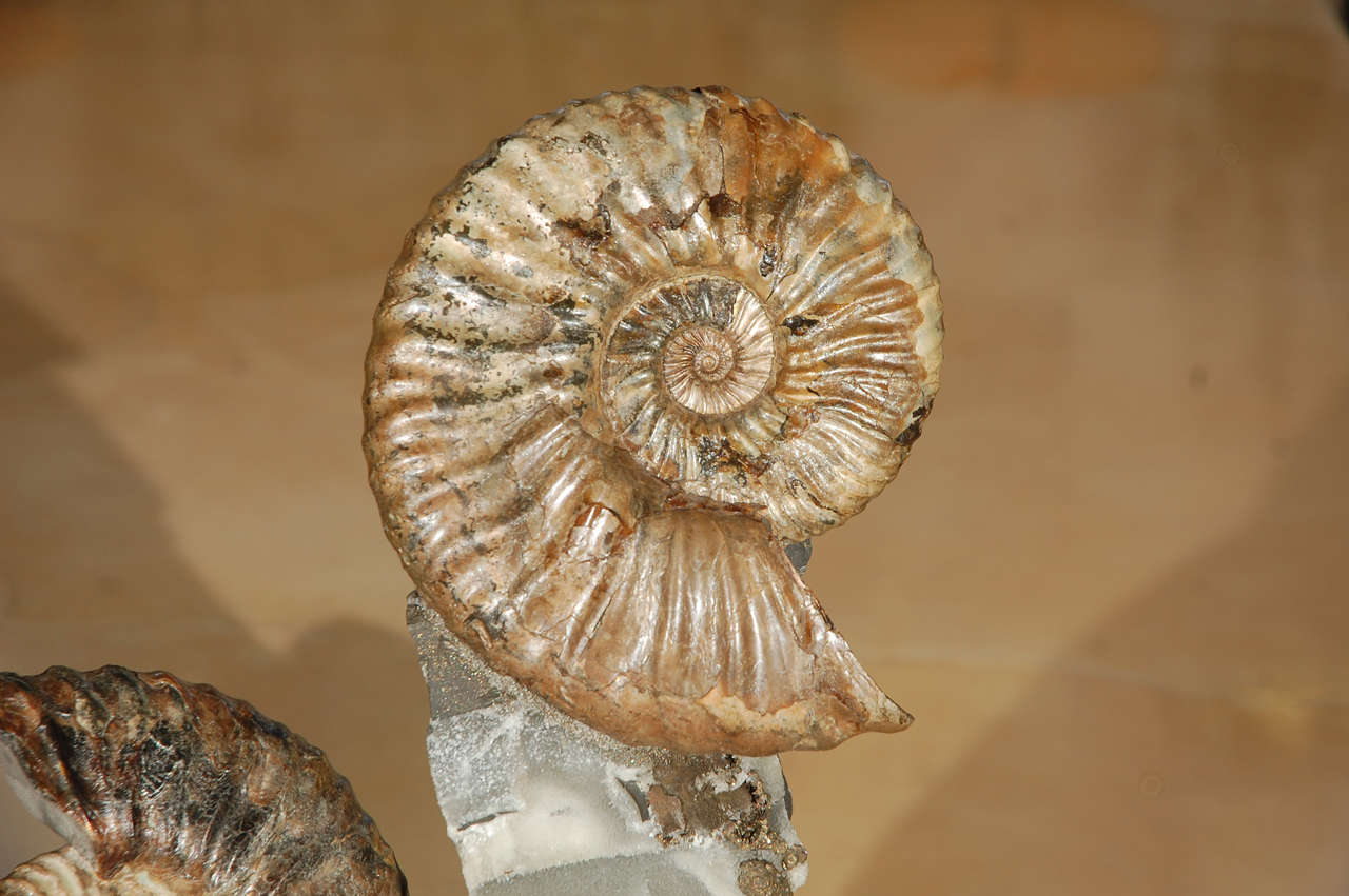Unknown Triple Ammonite Cluster For Sale