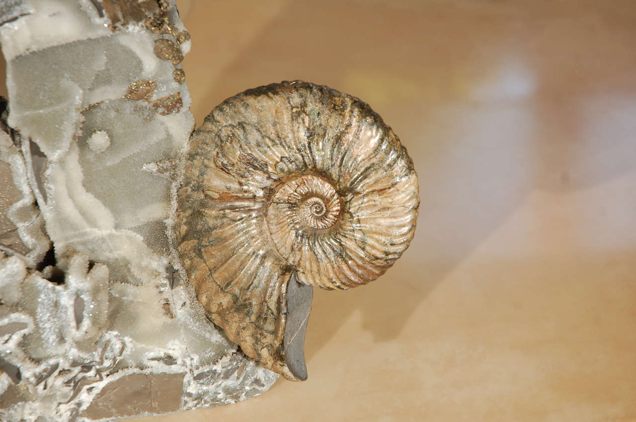 Triple Ammonite Cluster In Excellent Condition For Sale In Los Angeles, CA