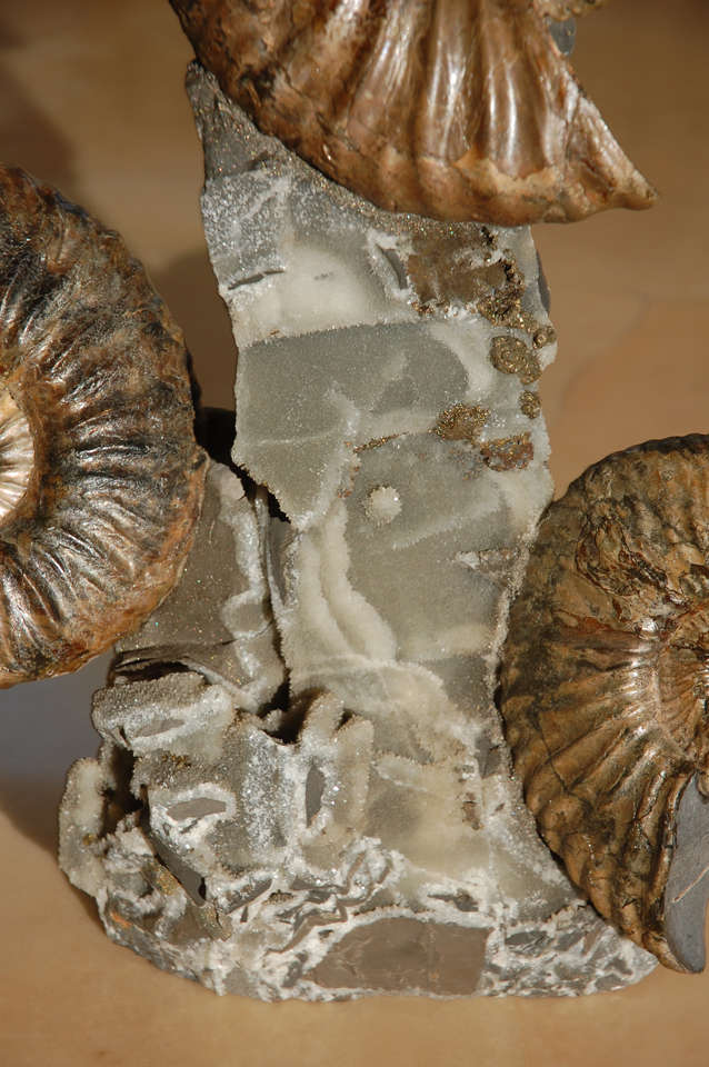 18th Century and Earlier Triple Ammonite Cluster For Sale