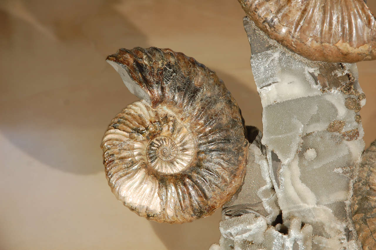 Triple Ammonite Cluster For Sale 1
