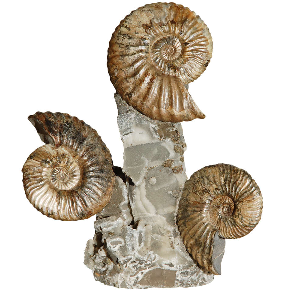 Triple Ammonite Cluster For Sale