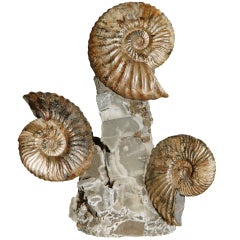 Triple Ammonite Cluster