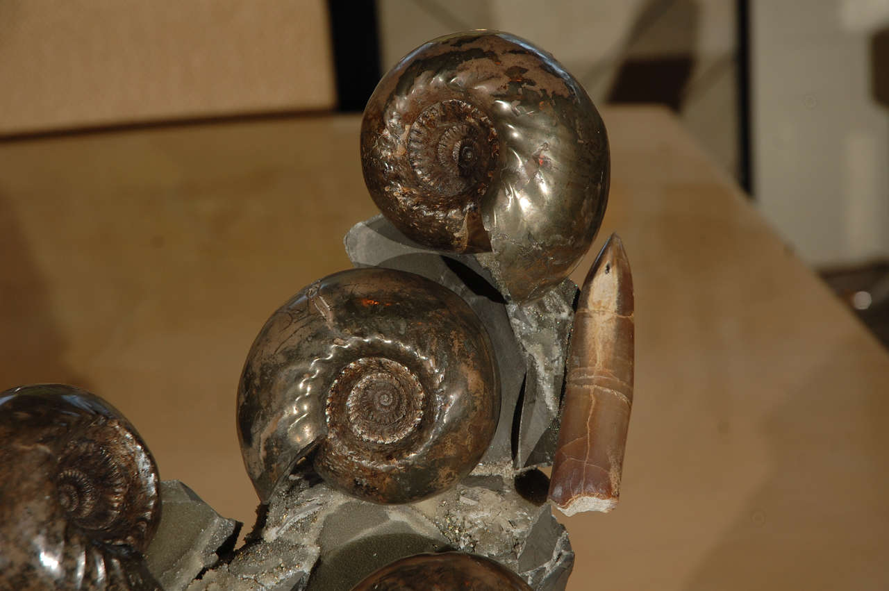 Unknown Ammonite and Belemnite Cluster For Sale
