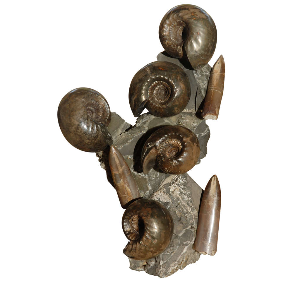 Ammonite and Belemnite Cluster For Sale