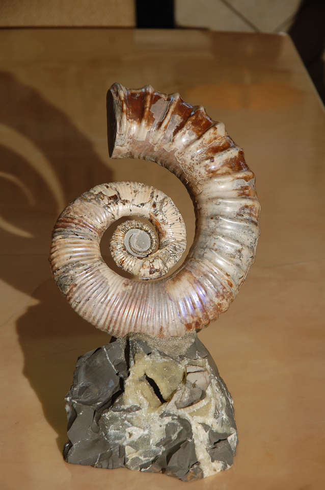 Opalescent uncoiled ammonite. Nice coloration. Fossilized shell of ammonite.
