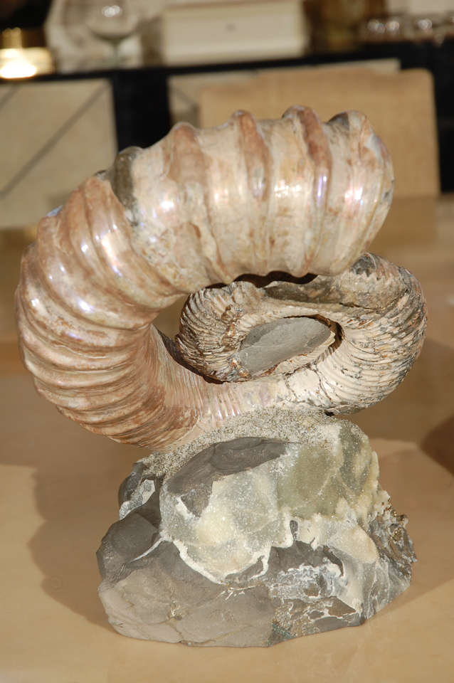 Unknown Opalescent Uncoiled Ammonite For Sale