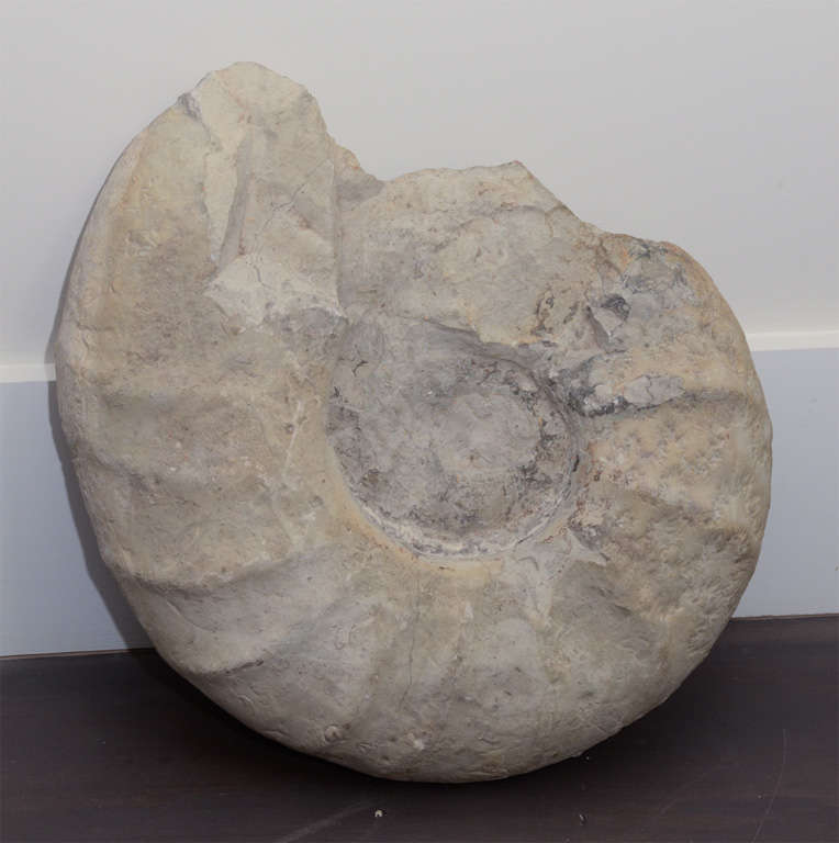 Prehistoric ammonite fossil.