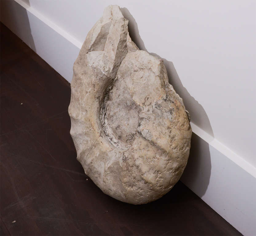 Unknown Large Prehistoric Ammonite For Sale