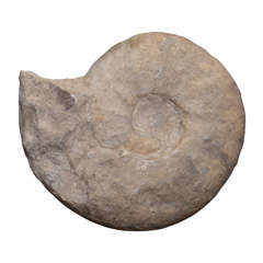 Small Prehistoric Ammonite 8