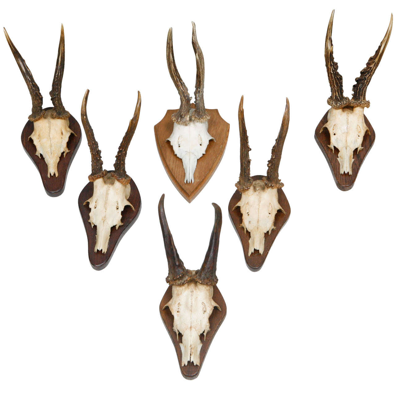 Collection of German Small Horn Plaques