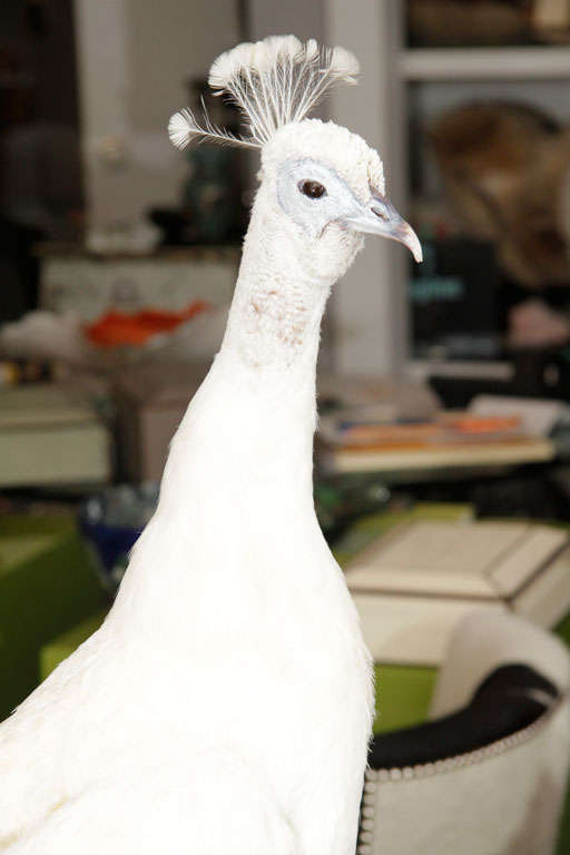 American Vintage Albino Peacock