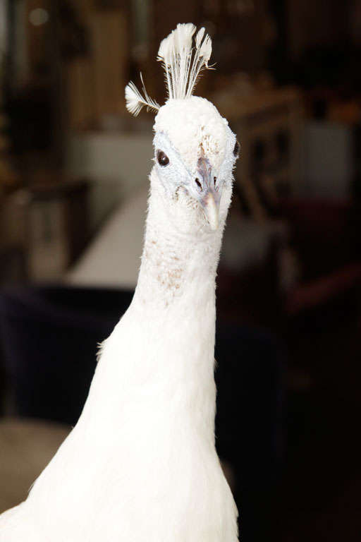 Vintage Albino Peacock In Excellent Condition In New York, NY