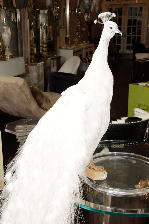Vintage Albino Peacock 2