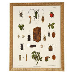 Etymological, Lady Bug Print in Gilt Carved Frame