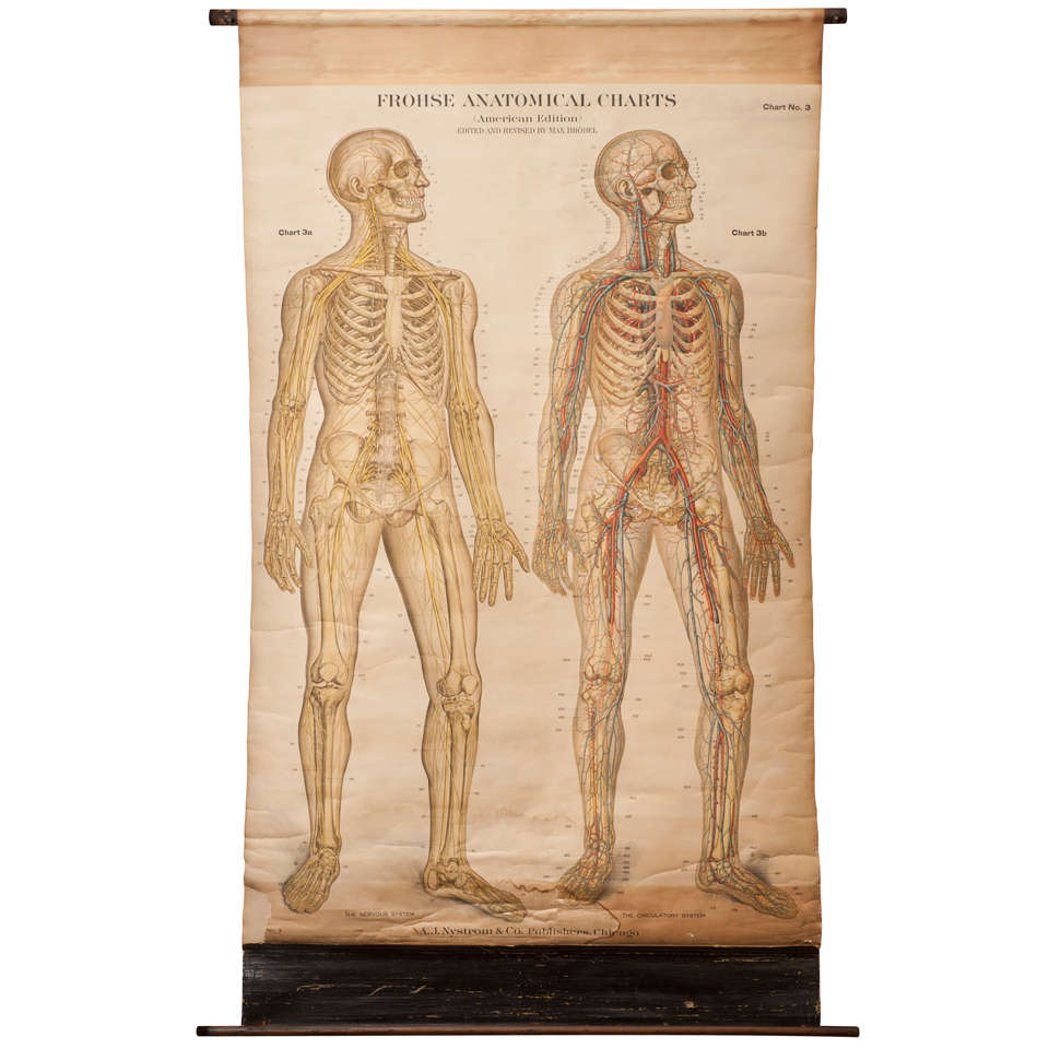Set of 6 Frohse Anatomical Teaching Charts For Sale