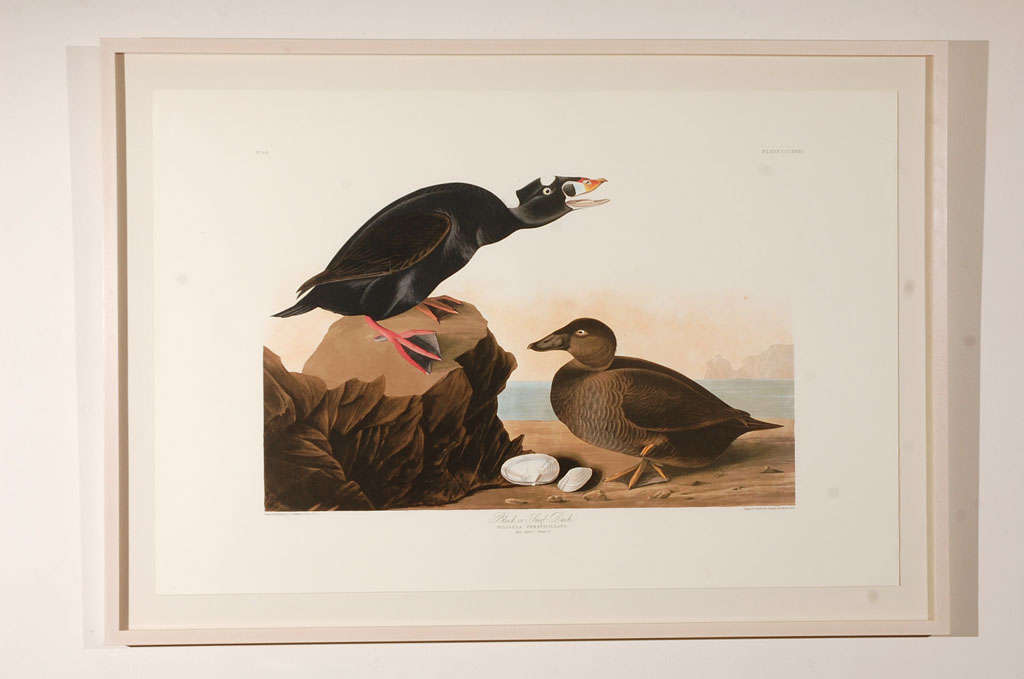 Original 1836 Audubon Havell Print "Surf Duck"