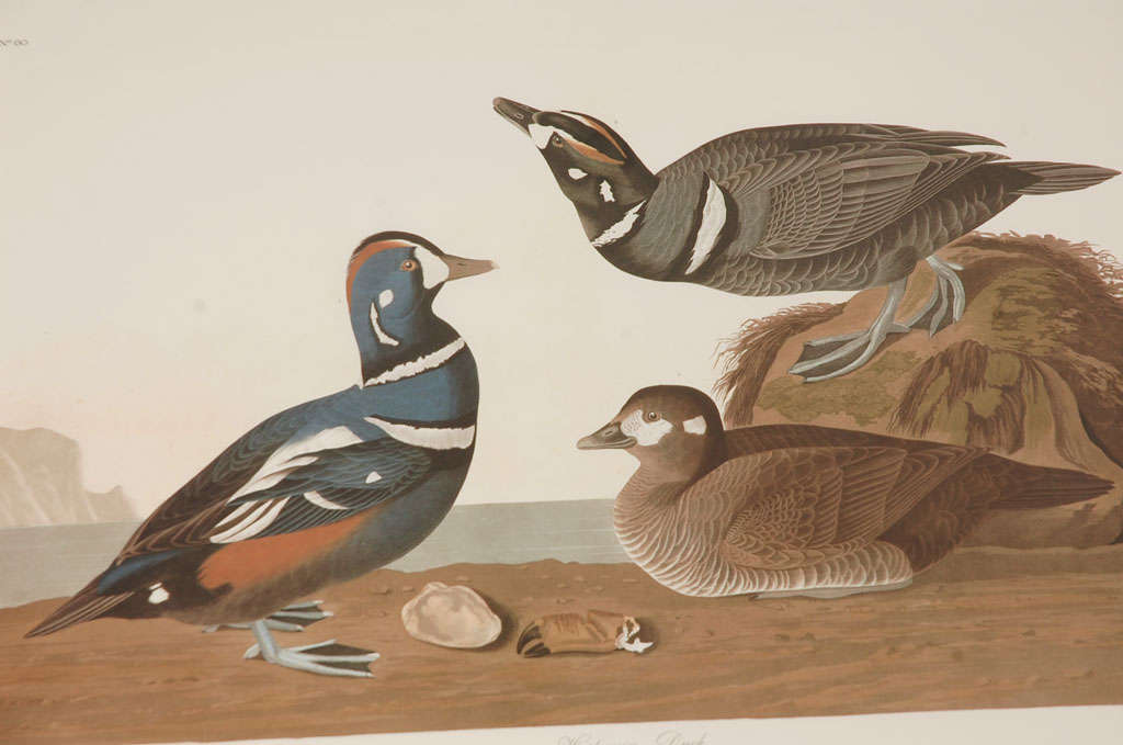 19th Century Original 1836 Audubon Havell Print 