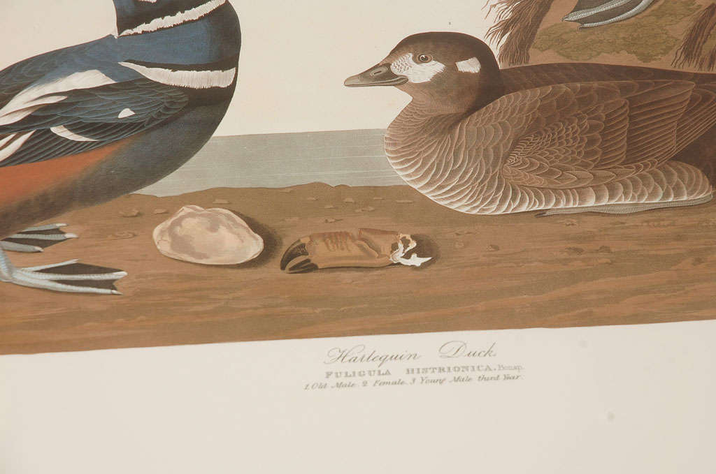Original 1836 Audubon Havell Print 