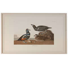 Original 1836 Audubon Havell Print "Harlequin Duck"