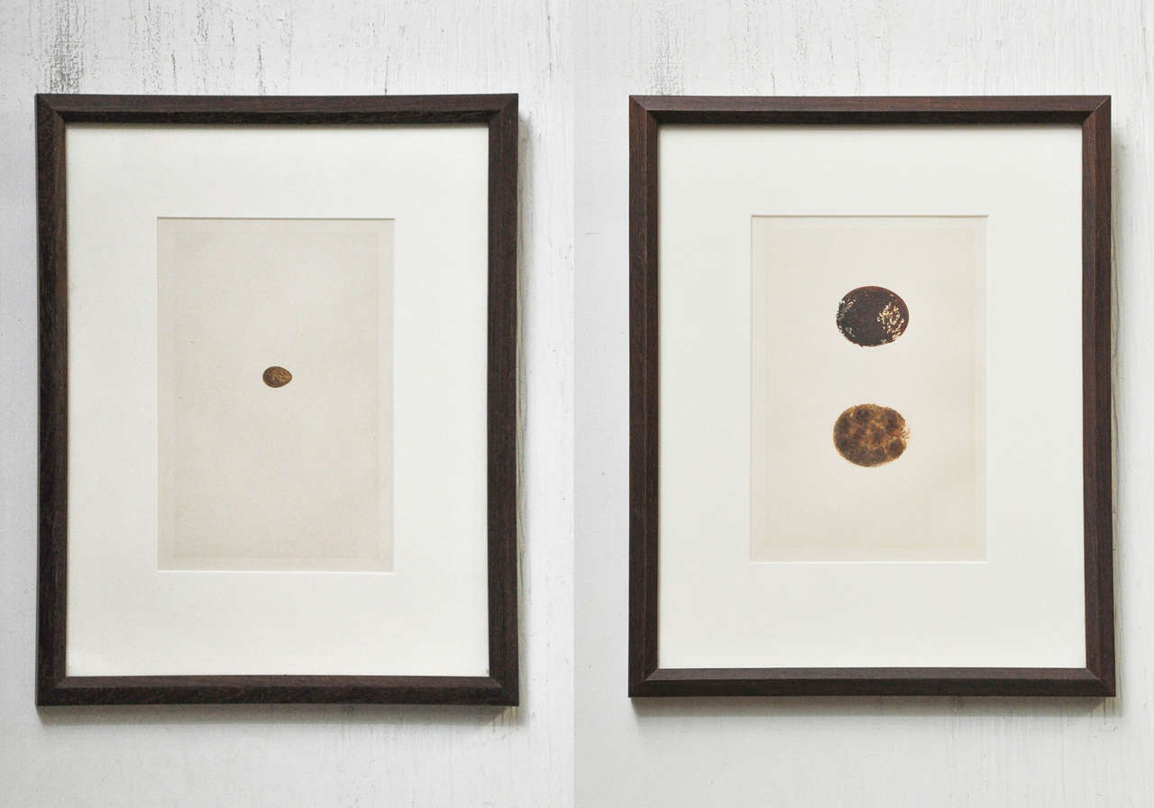 Pair of framed English F.O. Morris Eggs Chromolithographs, c. 1855