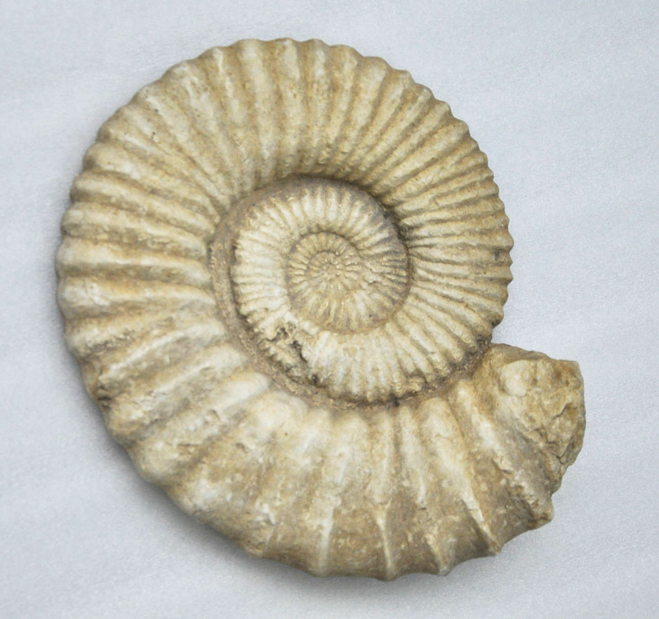 Calcified / fossilized spiral ammonite shell in very good condition.