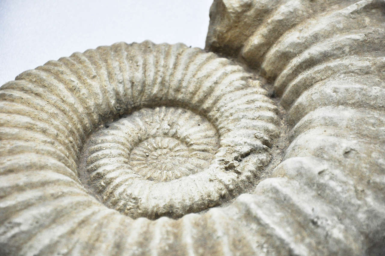 fossil shell