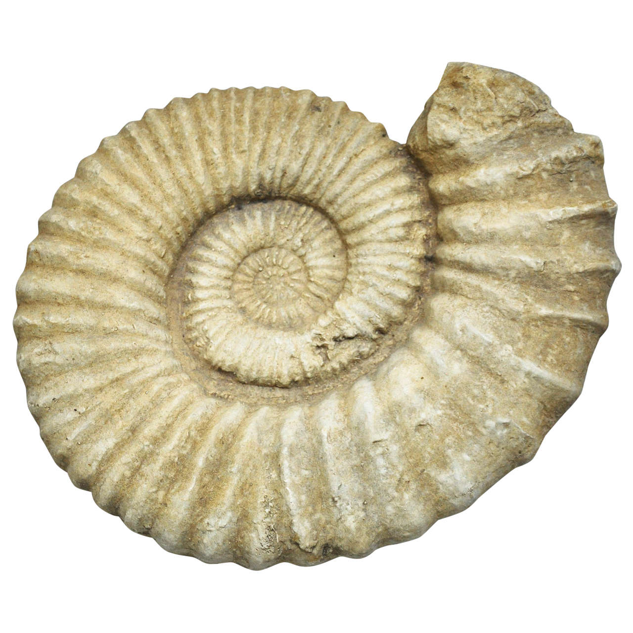 Calcified / Fossilized Ammonite Spiral Shell
