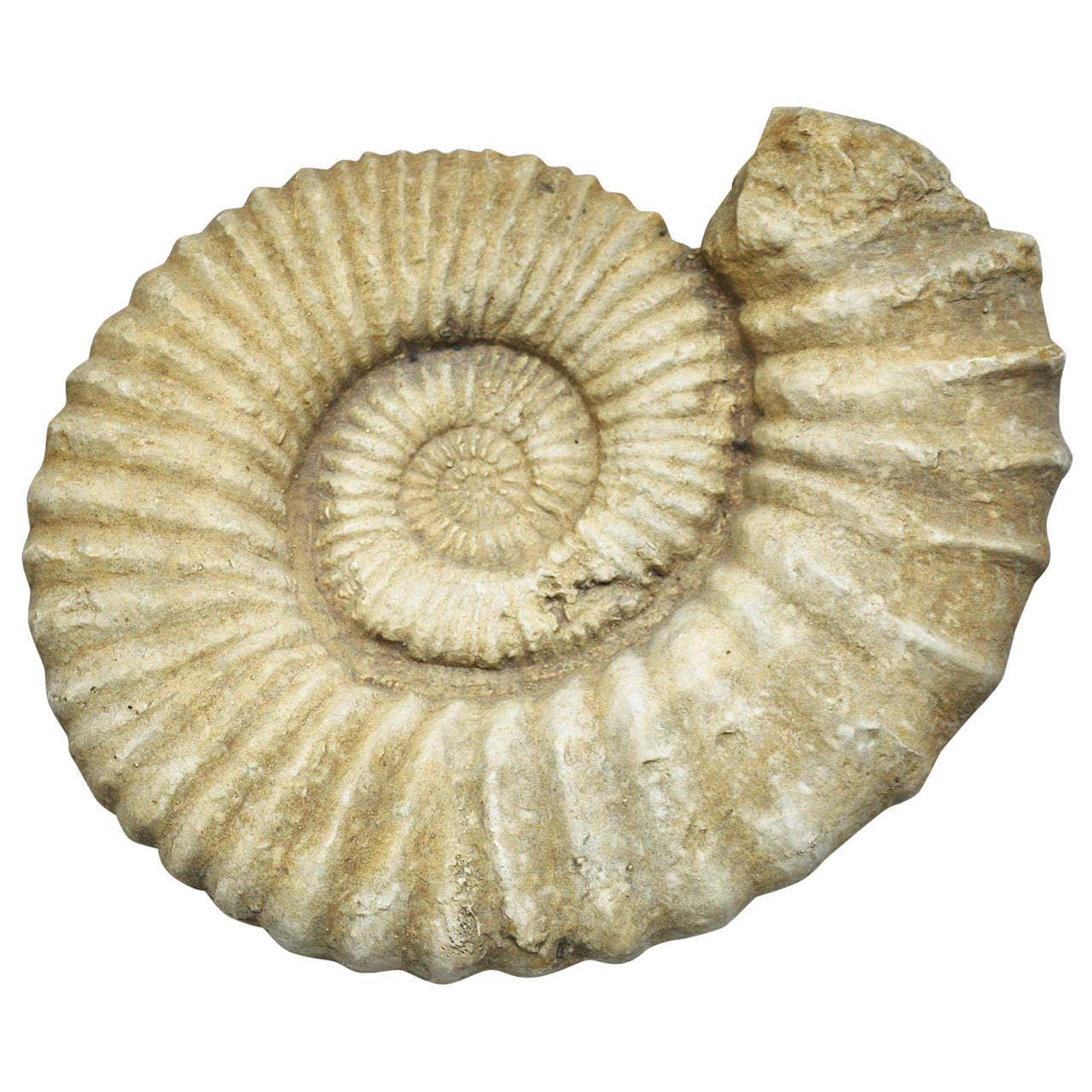 Aminight Shells Calcified / Fossilized Ammonite Spiral Shell at 1stDibs