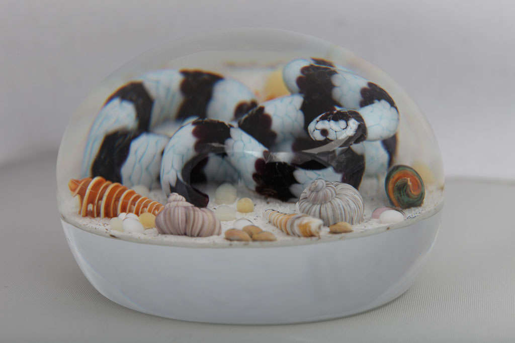 Gordon Smith Banded Sea Snake Paperweight 1