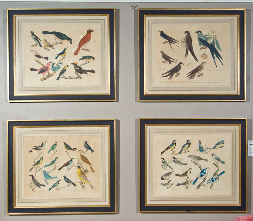 Set of 4 German hand-colored lithographs of Ornithology, fourth quarter of 19th century, each finely matted and framed and of vivid illustrations of different species of birds.