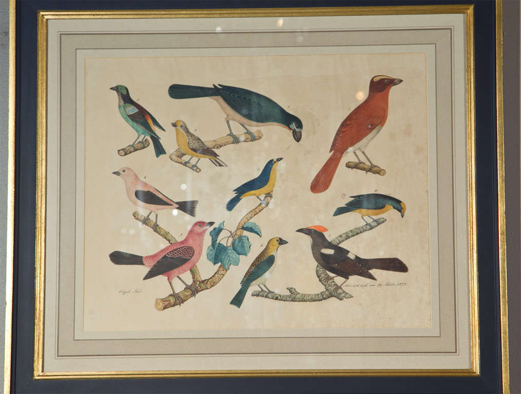 German Set of 4 Hand Colored Prints of Birds