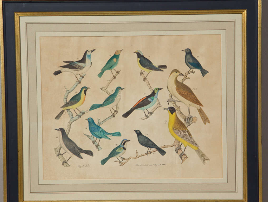 19th Century Set of 4 Hand Colored Prints of Birds