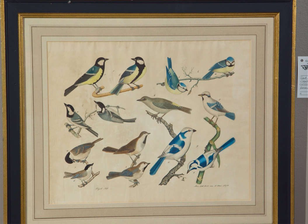 Paper Set of 4 Hand Colored Prints of Birds