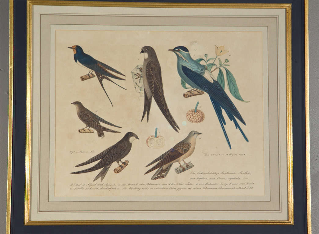 Set of 4 Hand Colored Prints of Birds 1