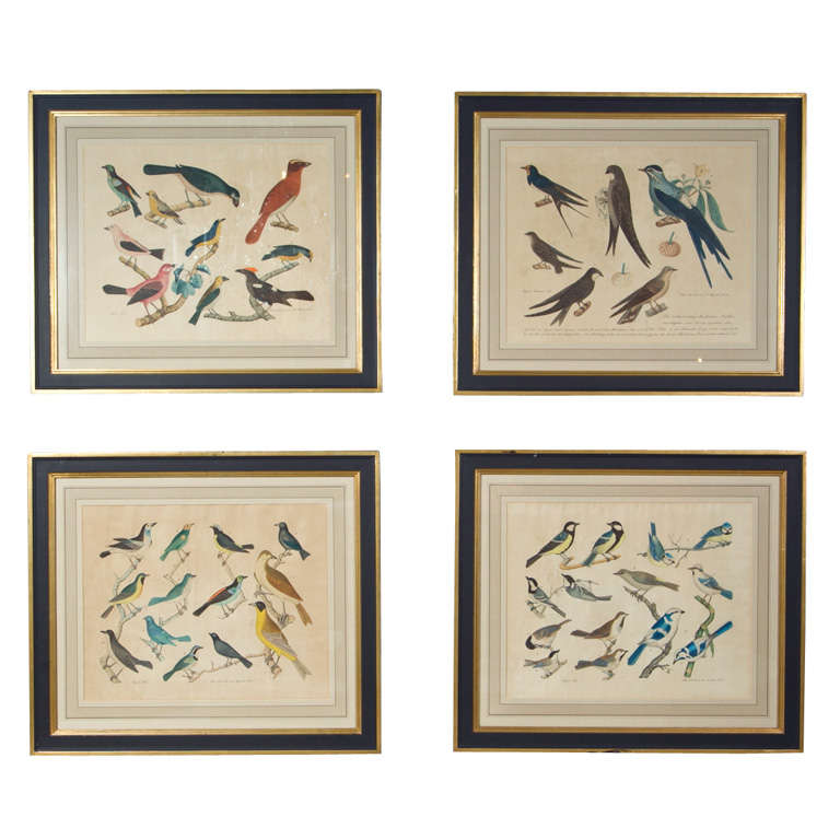 Set of 4 Hand Colored Prints of Birds