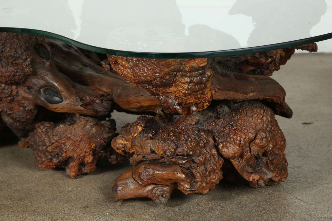 American Spectacular Sculptural Large Burl Driftwood Coffee Table