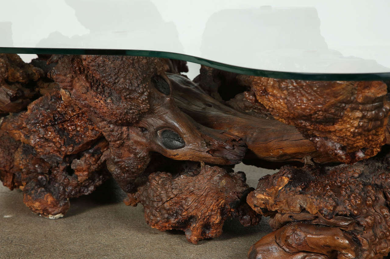 Hand-Crafted Spectacular Sculptural Large Burl Driftwood Coffee Table