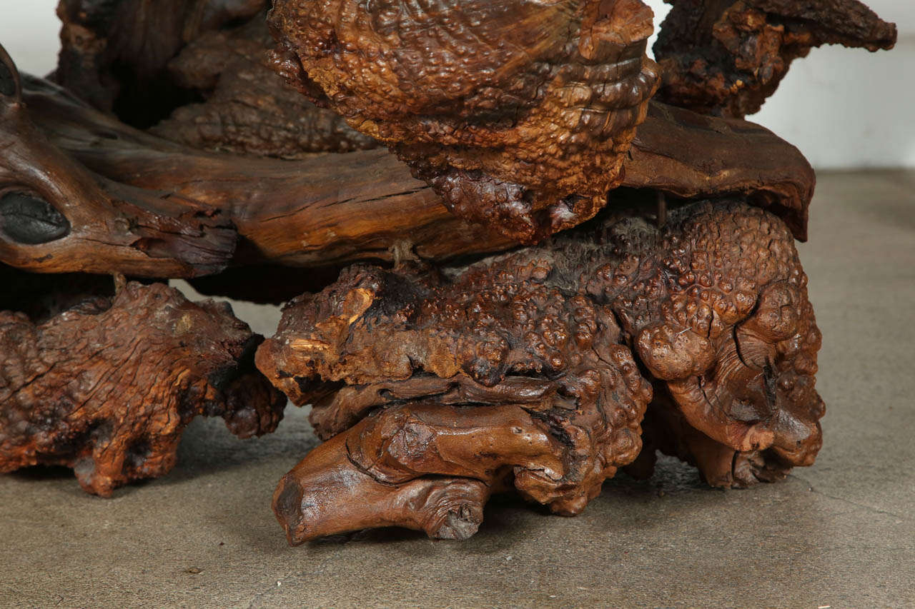 Spectacular Sculptural Large Burl Driftwood Coffee Table In Excellent Condition In North Hollywood, CA