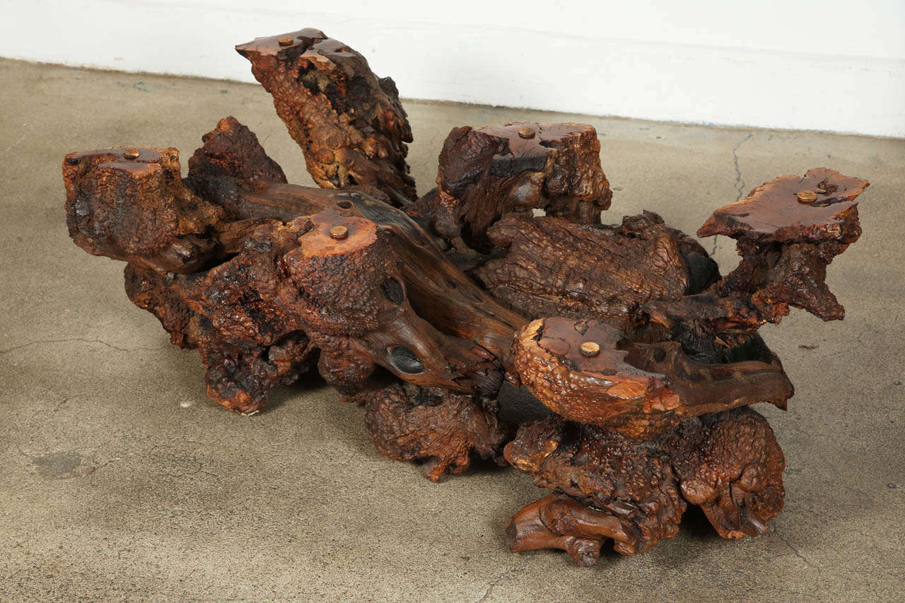 Mid-20th Century Spectacular Sculptural Large Burl Driftwood Coffee Table