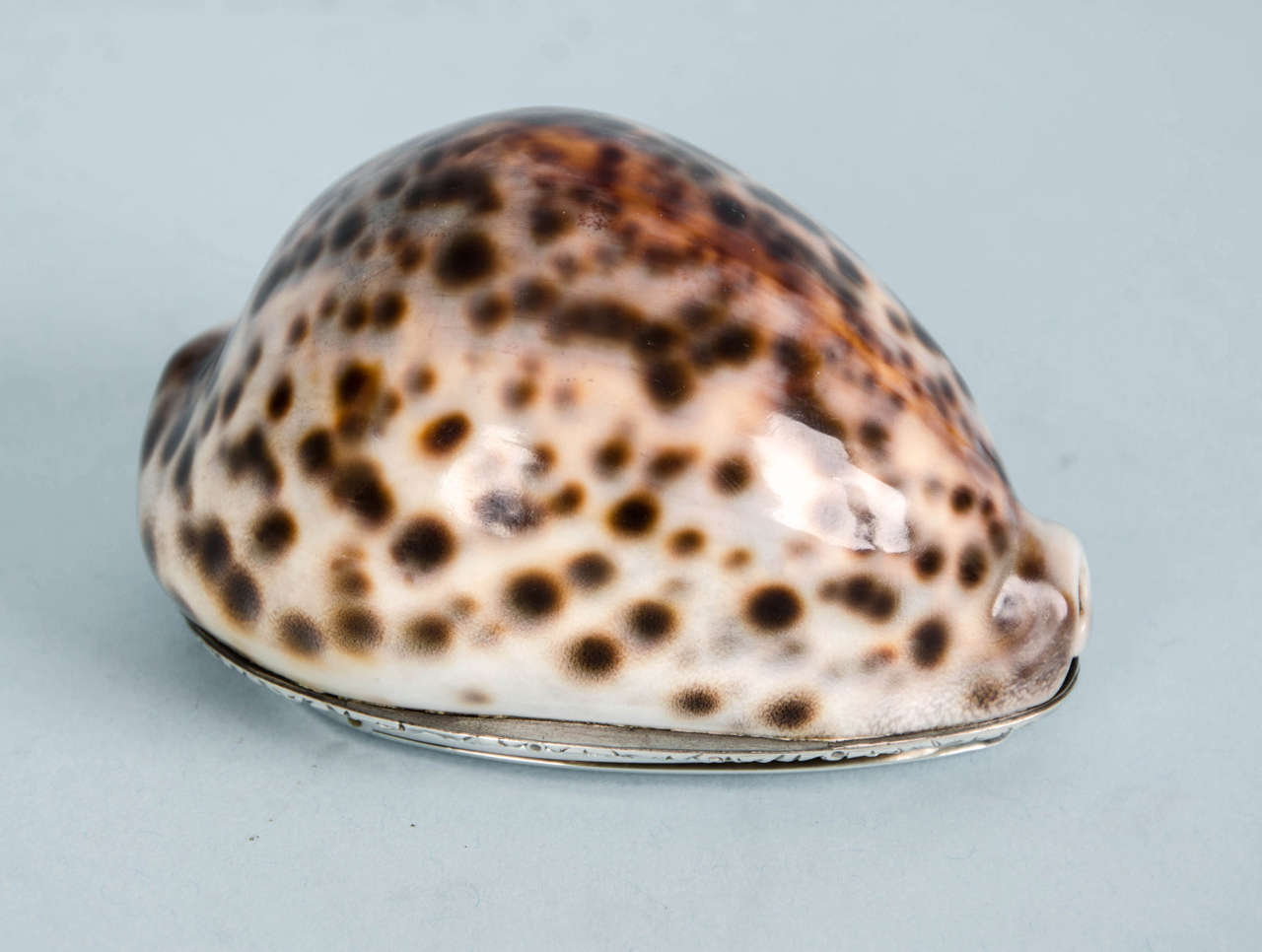 Early 19th Century William IV Silver-Mounted Cowrie Shell Snuffbox, circa 1825 For Sale