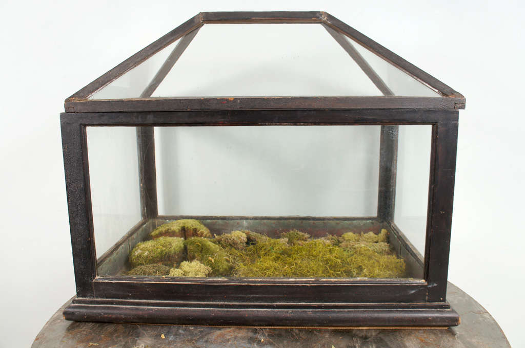 A Wardian Case or Terrarium with original Finish