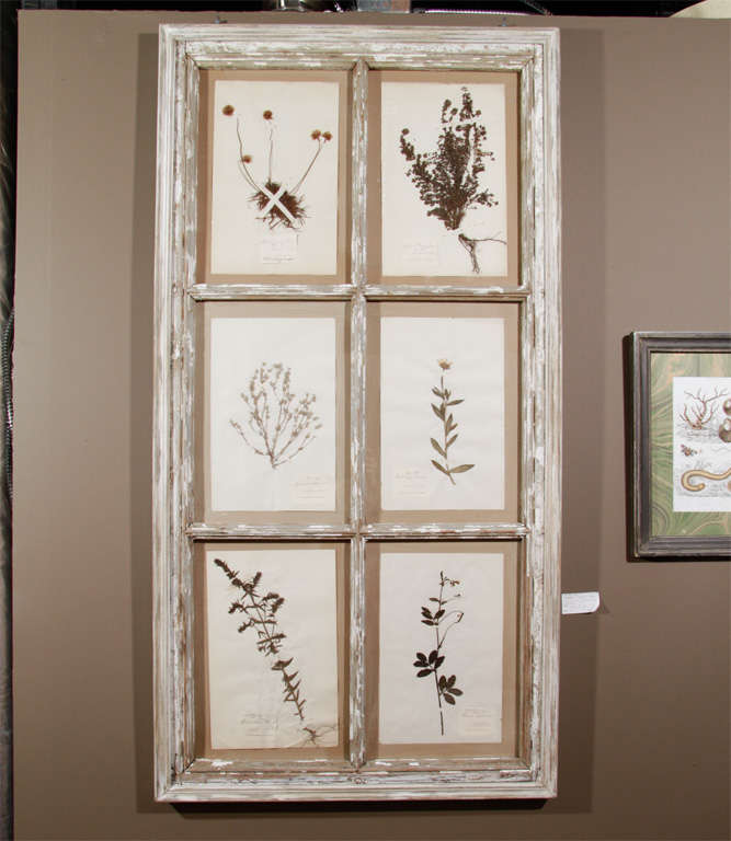 Pair of "windows" pressed botanicals.