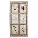Antique Pair of "windows" pressed botanicals.